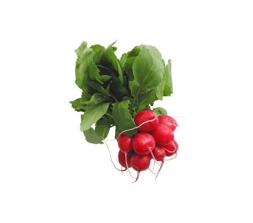 Θαυματουργά συμβιωτικά, Προβιοτικά και Πρεβιοτικά